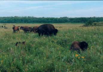 Buffalo in a field