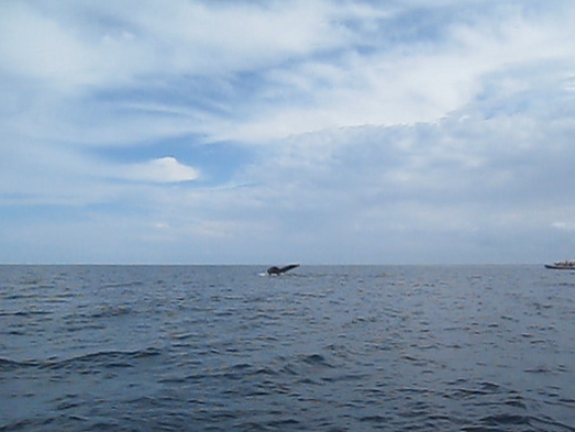 Whale flukes lift into the air as the creature dives