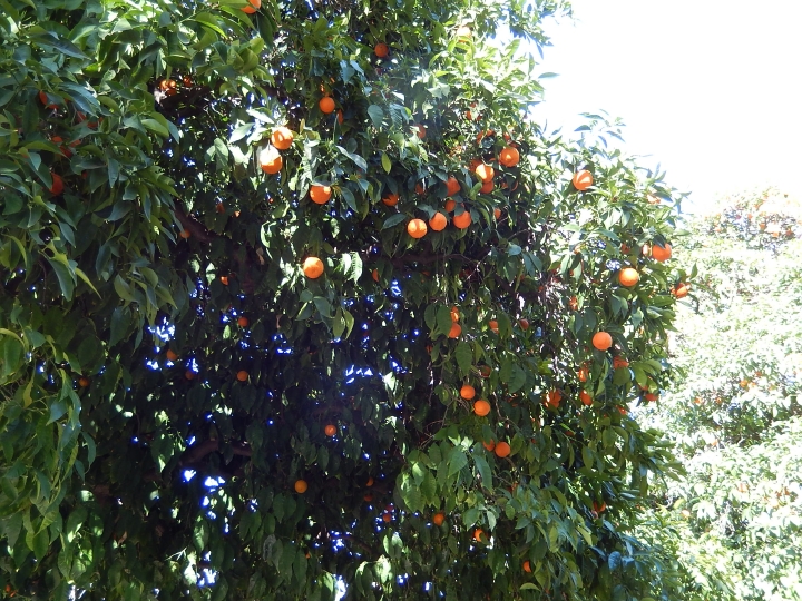 Photo 046... oranges growing in March